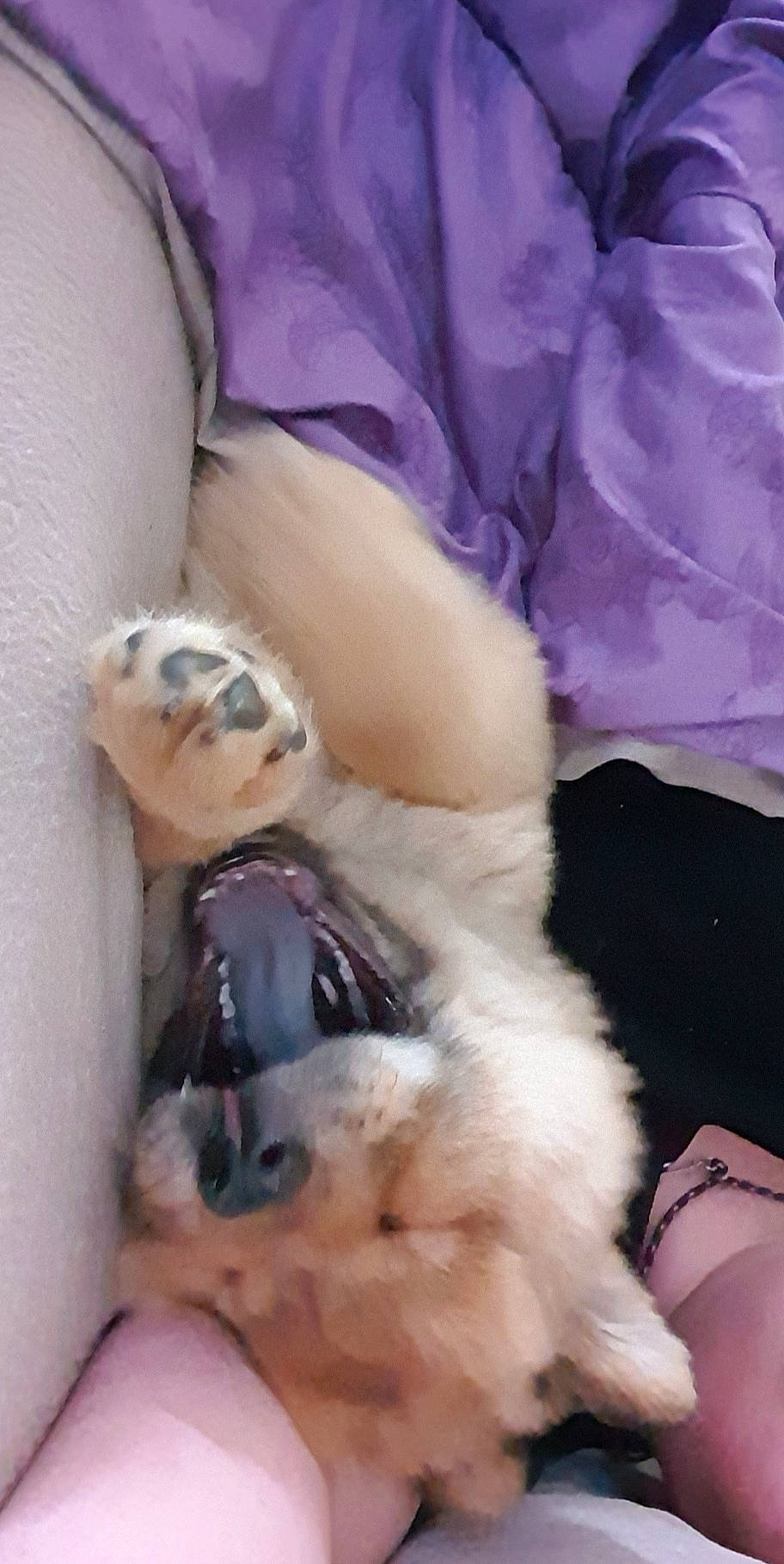 Kasei a rejoint le concours — aidez-le/la à gagner de superbes lots ! canidae, carnivore, dog_breed, ear, fawn, leg, mouth, nose, pomeranian, puppy, puppy_love, sporting_group