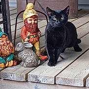 Harold joined the competition — help win amazing prizes! black_cat, cat, animal, wooden_deck, gnome, garden_gnome, ceramic_rabbit, outdoor, pet, animal_figurine, plant_pot, pinecones, porch, wooden_floor, decorative, whimsical, nature, feline, domestic_cat, statue