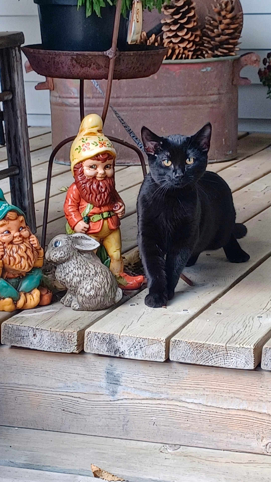 Harold joined the competition — help win amazing prizes! black_cat, cat, animal, wooden_deck, gnome, garden_gnome, ceramic_rabbit, outdoor, pet, animal_figurine, plant_pot, pinecones, porch, wooden_floor, decorative, whimsical, nature, feline, domestic_cat, statue