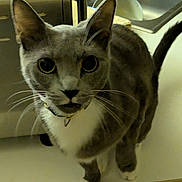 Esther is registered to the contest to win money with this photo: animal, cat, close_up, countertop, curious, domestic_cat, ears, feline, fur, gray_cat, household, indoor, kitchen, looking_up, pet, sink, tail, toaster, whiskers, white_paws