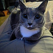 Esther joined the competition — help win amazing prizes! cat, gray_cat, white_chest, pet, indoor, lap, closeup, whiskers, ears, fur, relaxed, looking_at_camera, home, television, furniture, cozy, domestic_animal, animal, sitting, soft_lighting