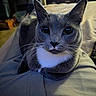 Esther joined the competition — help win amazing prizes! animal, cat, closeup, cozy, domestic_animal, ears, fur, furniture, gray_cat, home, indoor, lap, looking_at_camera, pet, relaxed, sitting, soft_lighting, television, whiskers, white_chest