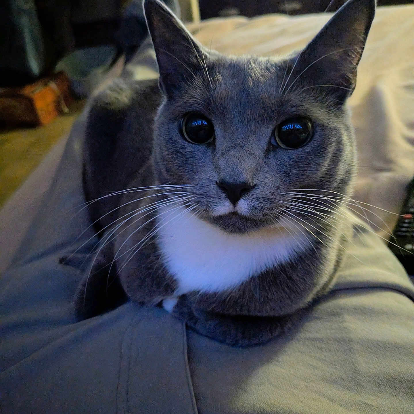 Esther joined the competition — help win amazing prizes! cat, gray_cat, white_chest, pet, indoor, lap, closeup, whiskers, ears, fur, relaxed, looking_at_camera, home, television, furniture, cozy, domestic_animal, animal, sitting, soft_lighting