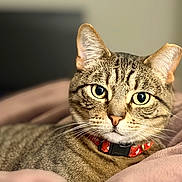 Moe joined the competition — help win amazing prizes! cat, tabby_cat, pet, animal, feline, portrait, close_up, whiskers, ears, green_eyes, striped_fur, collar, red_collar, indoor, blanket, cozy, lounging, couch, alert, photography