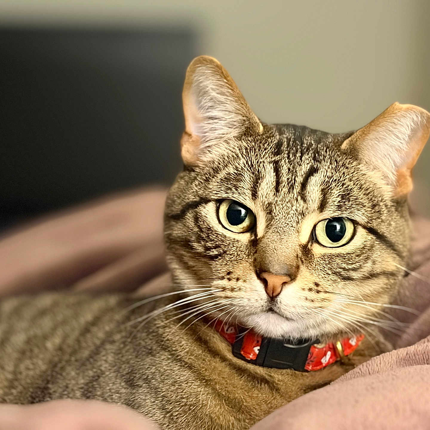 Moe joined the competition — help win amazing prizes! cat, tabby_cat, pet, animal, feline, portrait, close_up, whiskers, ears, green_eyes, striped_fur, collar, red_collar, indoor, blanket, cozy, lounging, couch, alert, photography