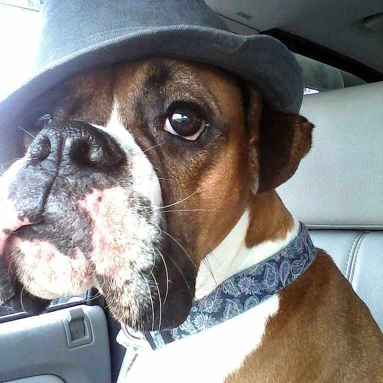 Gus joined the competition — help win amazing prizes!