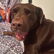 Scooby is registered to the contest to win money with this photo: dog, chocolate, pet, canine, resting, bedspread, patterned, indoor, curtains, happy, mouth_open, tongue, ears, fur, closeup, animal, smiling, relaxed, sleepy, domestic