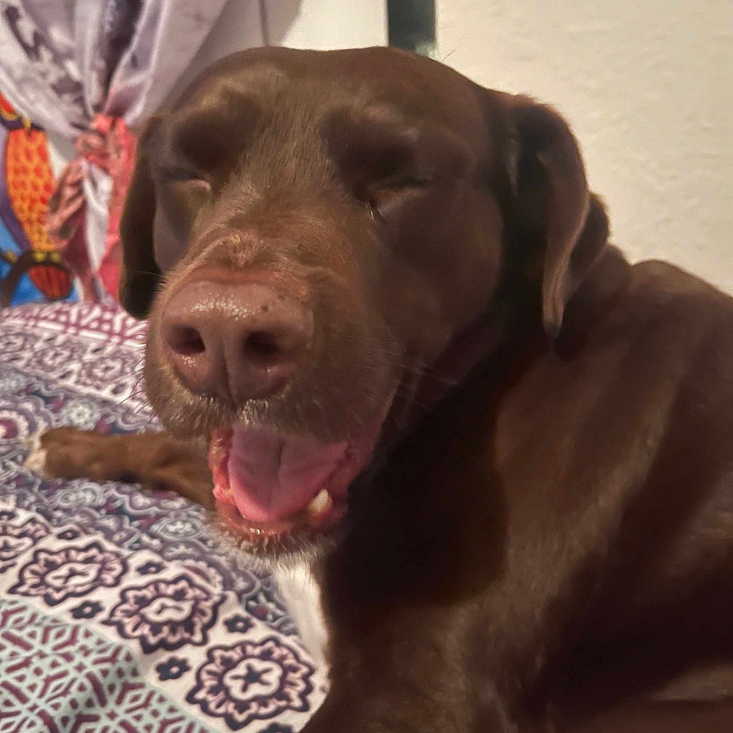 Scooby is registered to the contest to win money with this photo: dog, chocolate, pet, canine, resting, bedspread, patterned, indoor, curtains, happy, mouth_open, tongue, ears, fur, closeup, animal, smiling, relaxed, sleepy, domestic