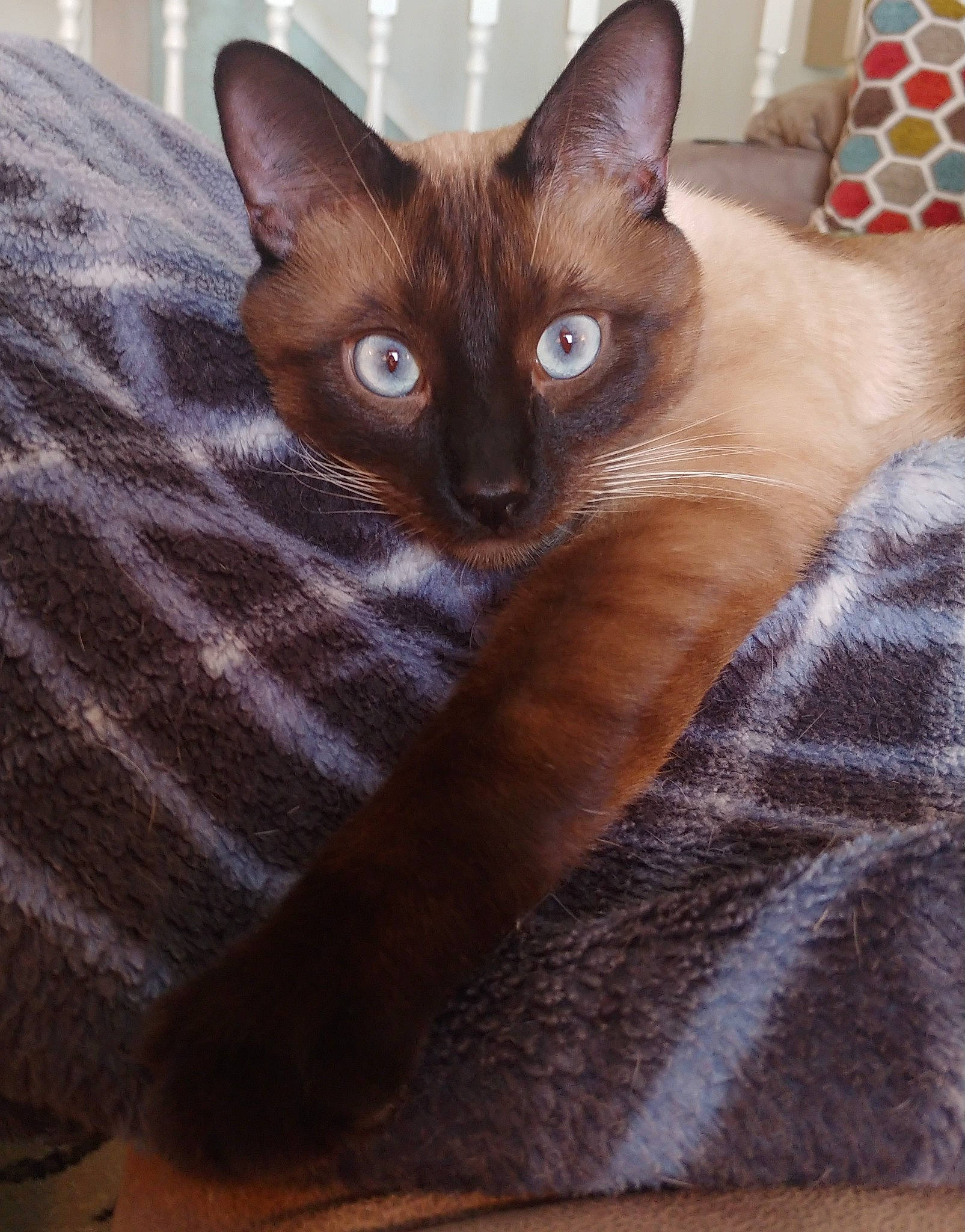 Baxter joined the competition — help win amazing prizes! balinese, brown, carnivore, cat, cat_supply, claw, comfort, domestic_short_haired_cat, fawn, felidae, fur, iris, liver, siamese, small_to_medium_sized_cats, snout, tail, terrestrial_animal, thai, whiskers