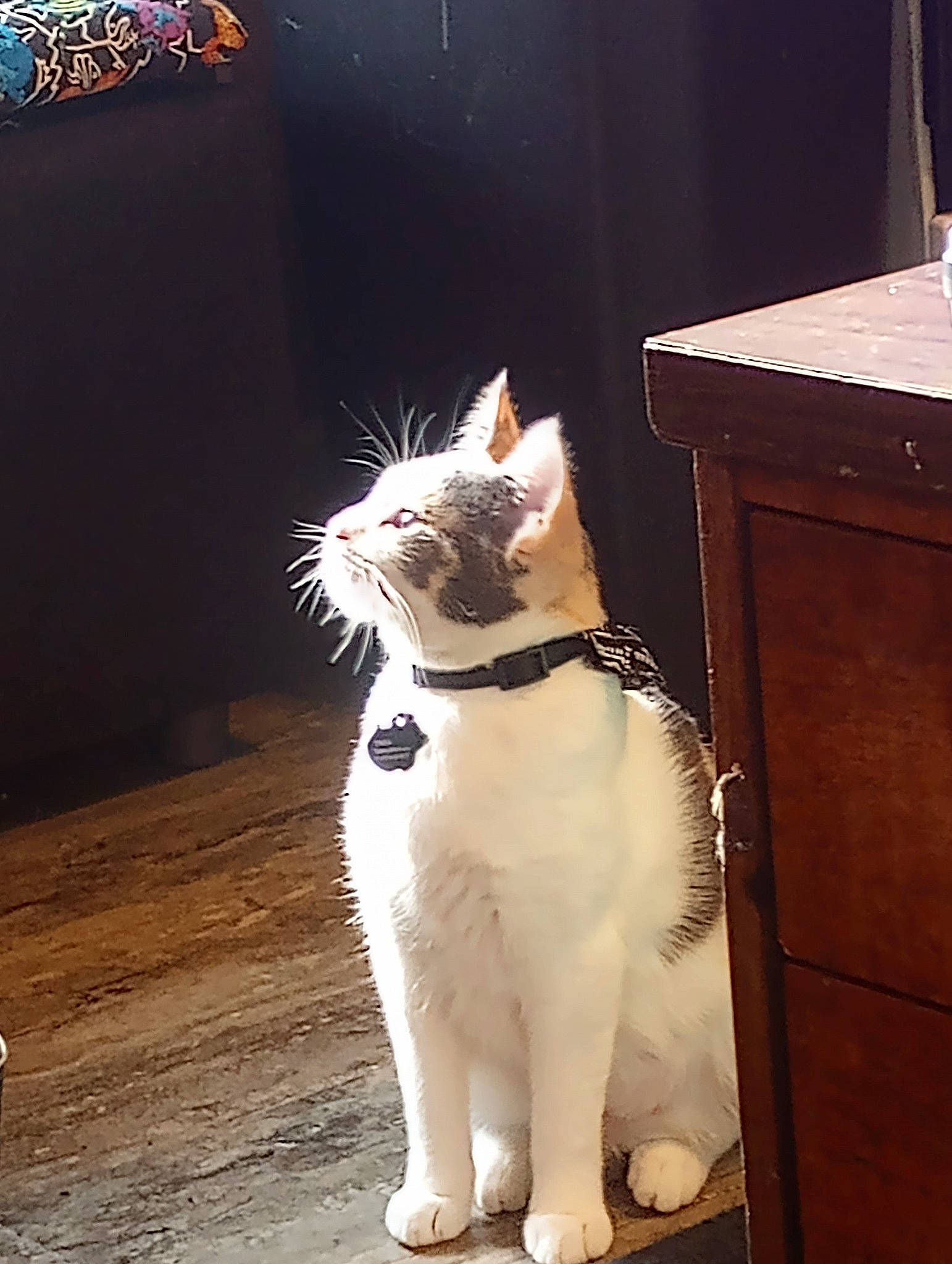 Thea joined the competition — help win amazing prizes! carnivore, cat, collar, companion_dog, dog_breed, domestic_short_haired_cat, door, fawn, felidae, flooring, fur, hardwood, light, paw, small_to_medium_sized_cats, snout, tail, whiskers, window, wood