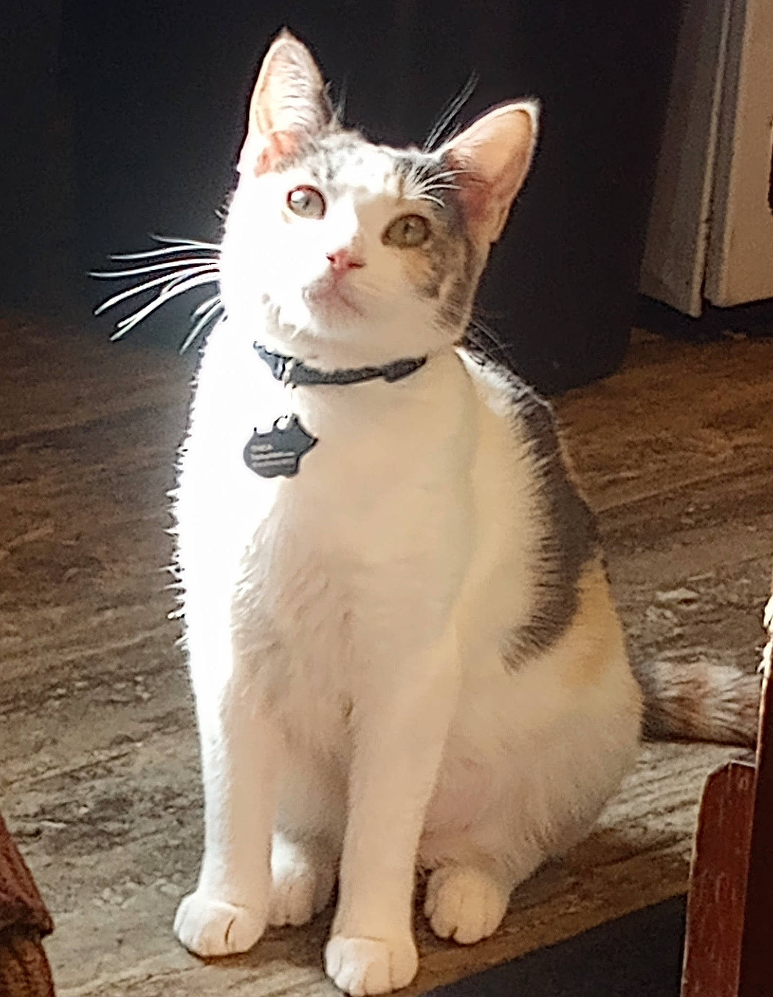 Thea is registered to the contest to win money with this photo: carnivore, cat, collar, domestic_short_haired_cat, fawn, felidae, formal_wear, fur, paw, sitting, small_to_medium_sized_cats, snout, tail, terrestrial_animal, whiskers, wood