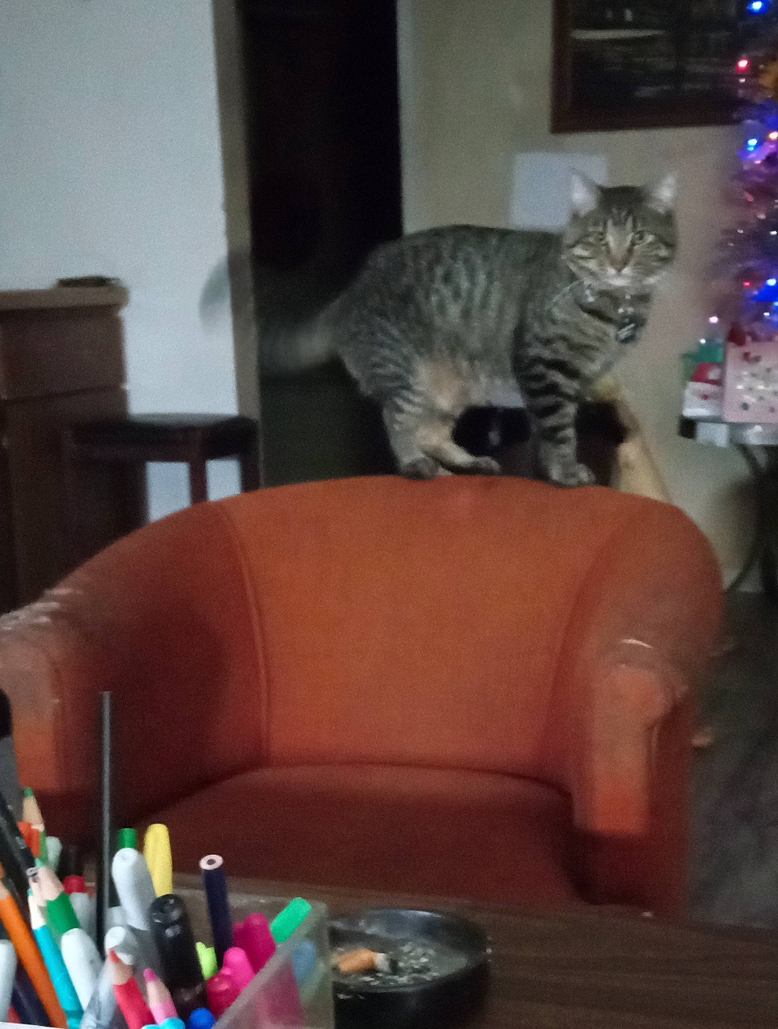 Mr Meowski joined the competition — help win amazing prizes! carnivore, cat, chair, christmas_tree, comfort, couch, domestic_short_haired_cat, felidae, fur, living_room, room, sitting, small_to_medium_sized_cats, snapshot, studio_couch, tail, toy, tree, whiskers, writing_implement