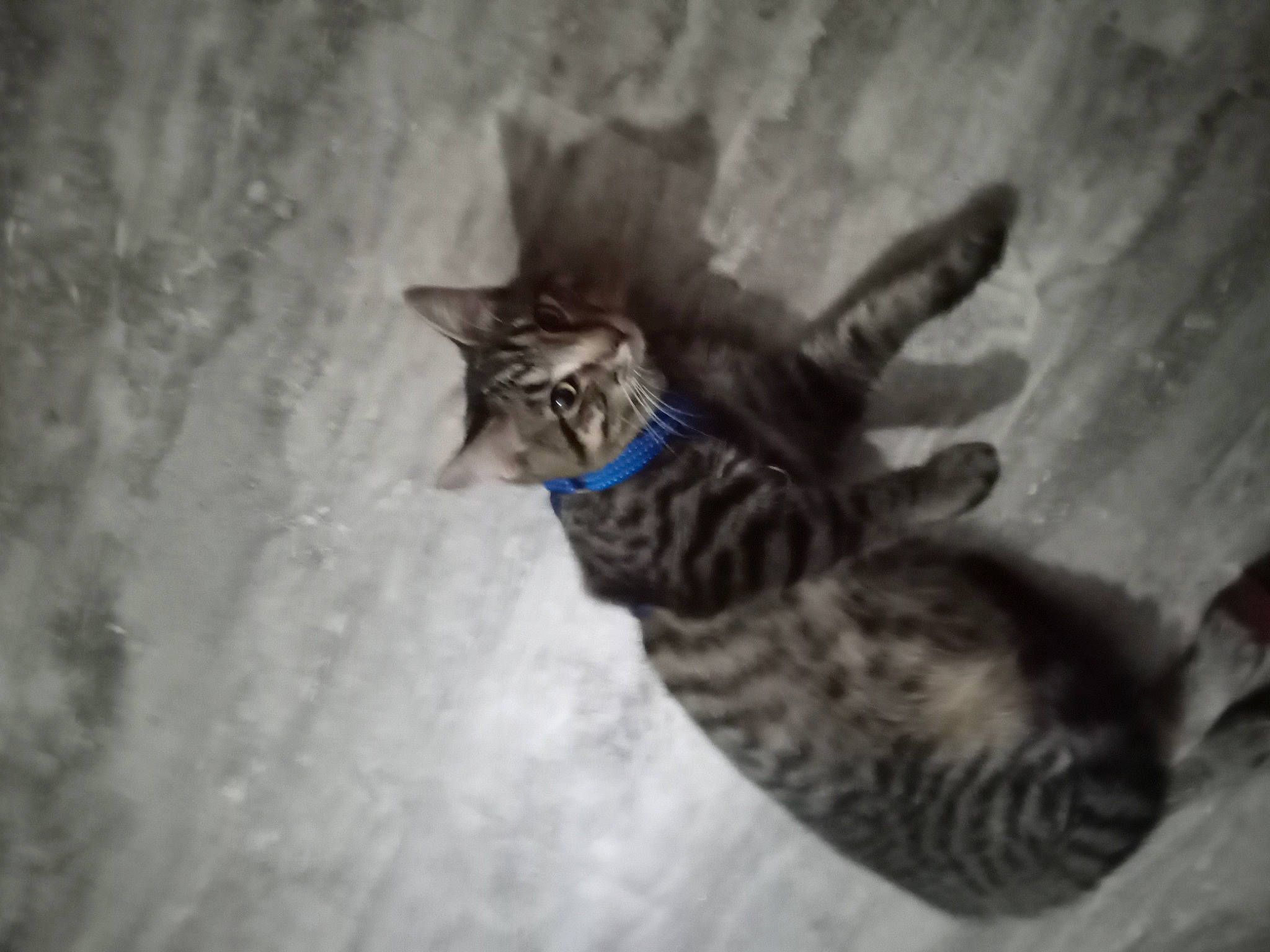 Mr Meowski joined the competition — help win amazing prizes! art, carnivore, cat, darkness, domestic_short_haired_cat, felidae, fur, grey, monochrome, monochrome_photography, shadow, small_to_medium_sized_cats, still_life_photography, terrestrial_animal, whiskers, wildlife