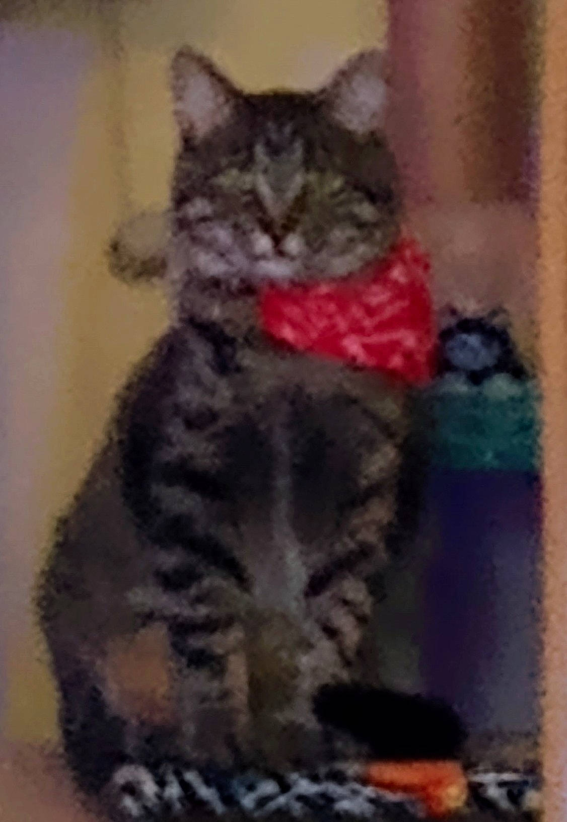 Mr Meowski joined the competition — help win amazing prizes! art, bobcat, carnivore, cat, domestic_short_haired_cat, door, eye, felidae, fur, iris, paint, paw, photo_caption, small_to_medium_sized_cats, snout, tail, terrestrial_animal, visual_arts, whiskers, window