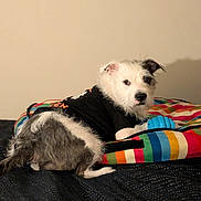 Moomoo is registered to the contest to win money with this photo: dog, pet, bed, toy, black_shirt, colorful, striped, indoor, curious, scruffy, fur, animal, canine, resting, looking, side_view, cozy, blanket, playful, domestic