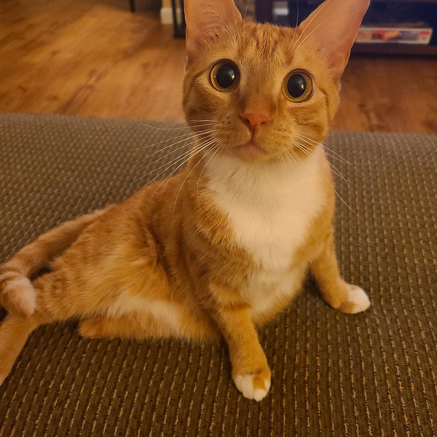Leia joined the competition — help win amazing prizes! abyssinian, accessories, animal, architecture, building, cat, chair, couch, furniture, hardwood, indoors, interiordesign, kitten, livingroom, manx, pet, plywood, room, strap, wood
