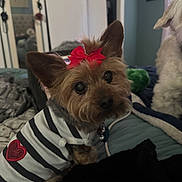 Savannah joined the competition — help win amazing prizes! dog, small_dog, pet, indoor, bed, blanket, striped_shirt, red_bow, heart_patch, fur, cute, looking_up, companion_dog, cozy, animal, ears, black_nose, toy, background, furniture