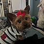 dog, small_dog, pet, indoor, bed, blanket, striped_shirt, red_bow, heart_patch, fur, cute, looking_up, companion_dog, cozy, animal, ears, black_nose, toy, background, furniture