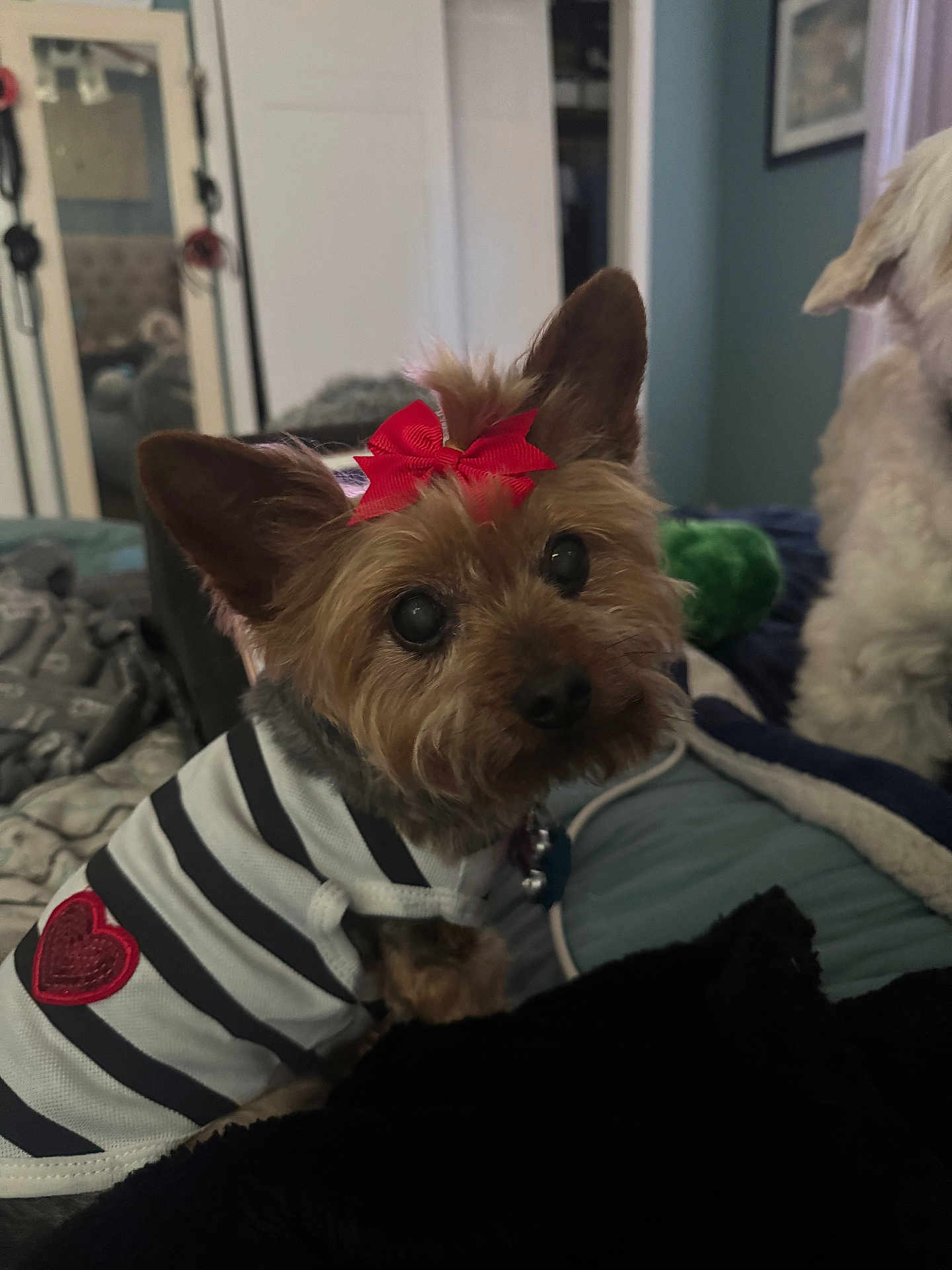 Savannah joined the competition — help win amazing prizes! dog, small_dog, pet, indoor, bed, blanket, striped_shirt, red_bow, heart_patch, fur, cute, looking_up, companion_dog, cozy, animal, ears, black_nose, toy, background, furniture