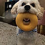 dog, toy, indoor, carpet, white_dog, bow_tie, pet, cute, animal, playful, furniture, shelf, living_room, close_up, canine, domestic_animal, fur, nose, mouth, eyes