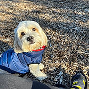 Paxton joined the competition — help win amazing prizes! dog, white_dog, puffer_vest, blue_vest, wood_chips, outdoor, sunlight, pet, cute, small_dog, paw, person_leg, sock, footwear, nature, daylight, animal, companion, looking_up, park