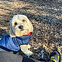 dog, white_dog, puffer_vest, blue_vest, wood_chips, outdoor, sunlight, pet, cute, small_dog, paw, person_leg, sock, footwear, nature, daylight, animal, companion, looking_up, park