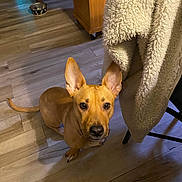 Levi is registered to the contest to win money with this photo: animal, blanket, canine, chair, companion, cozy, curious, cute, dog, dog_bowl, domestic, ears, floor, furniture, home, indoor, looking_up, pet, tan_dog, wooden_floor