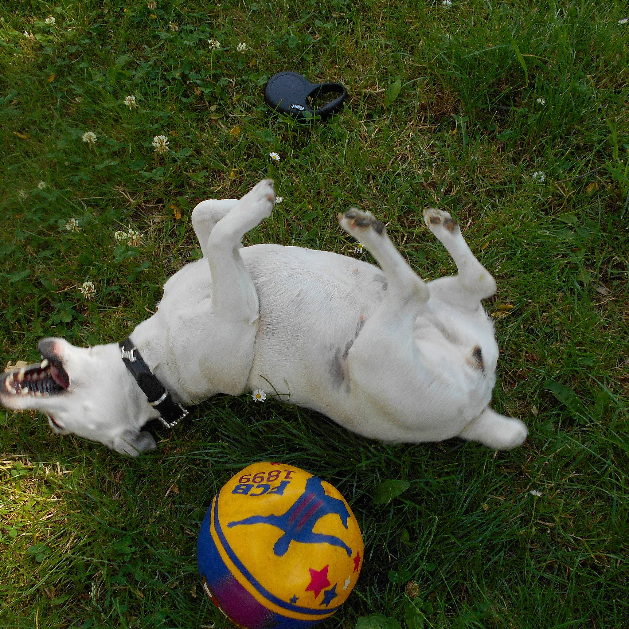 Rosa participe au concours pour gagner de l'argent avec cette photo : ball, canidae, carnivore, companion_dog, dog, dog_breed, football, grass, lawn, non_sporting_group, pasture, soccer_ball, sporting_group, sports_equipment, tail, terrestrial_animal