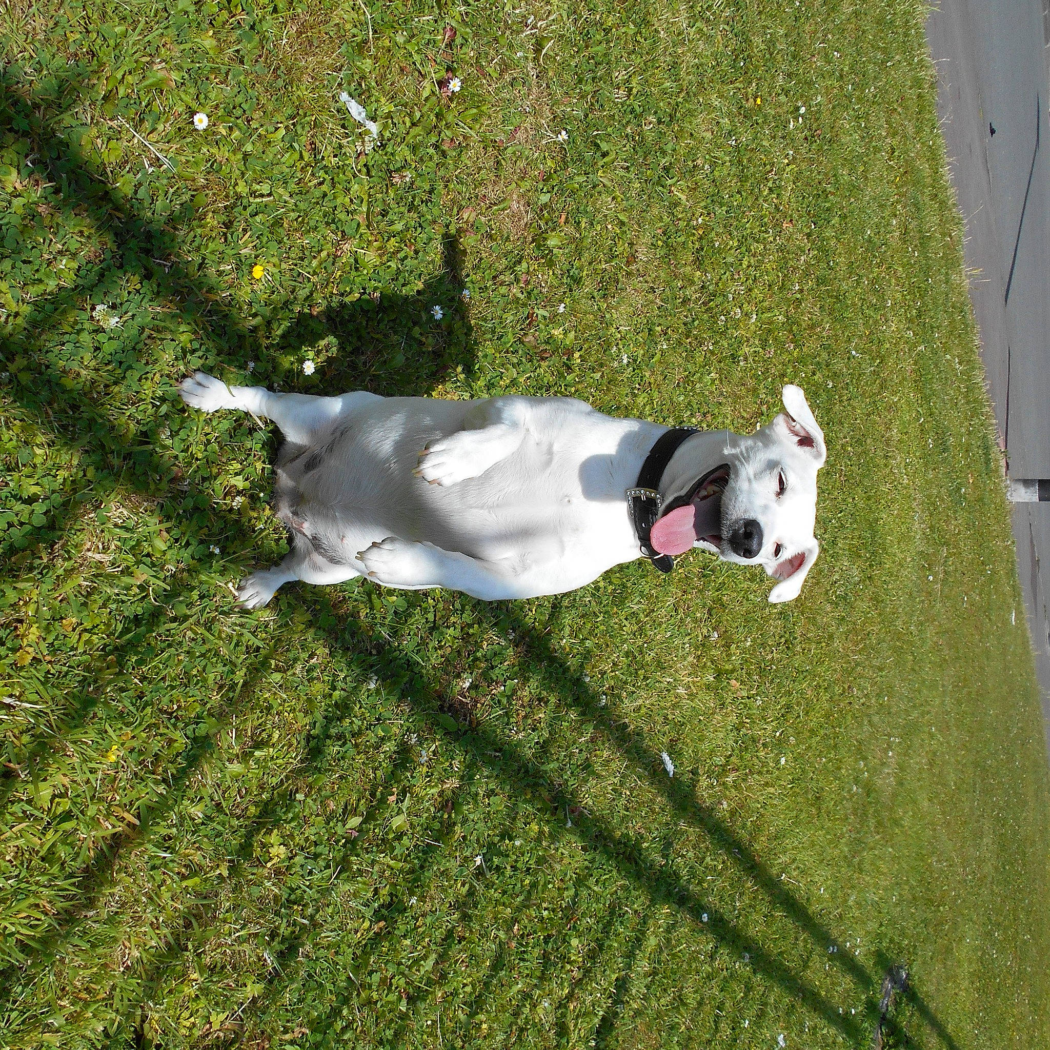 Rosa participe au concours pour gagner de l'argent avec cette photo : artificial_turf, canidae, carnivore, companion_dog, dog, dog_breed, dog_collar, dog_supply, flooring, grass, grassland, green, groundcover, lawn, non_sporting_group, plant, shadow, sporting_group, tail, working_dog