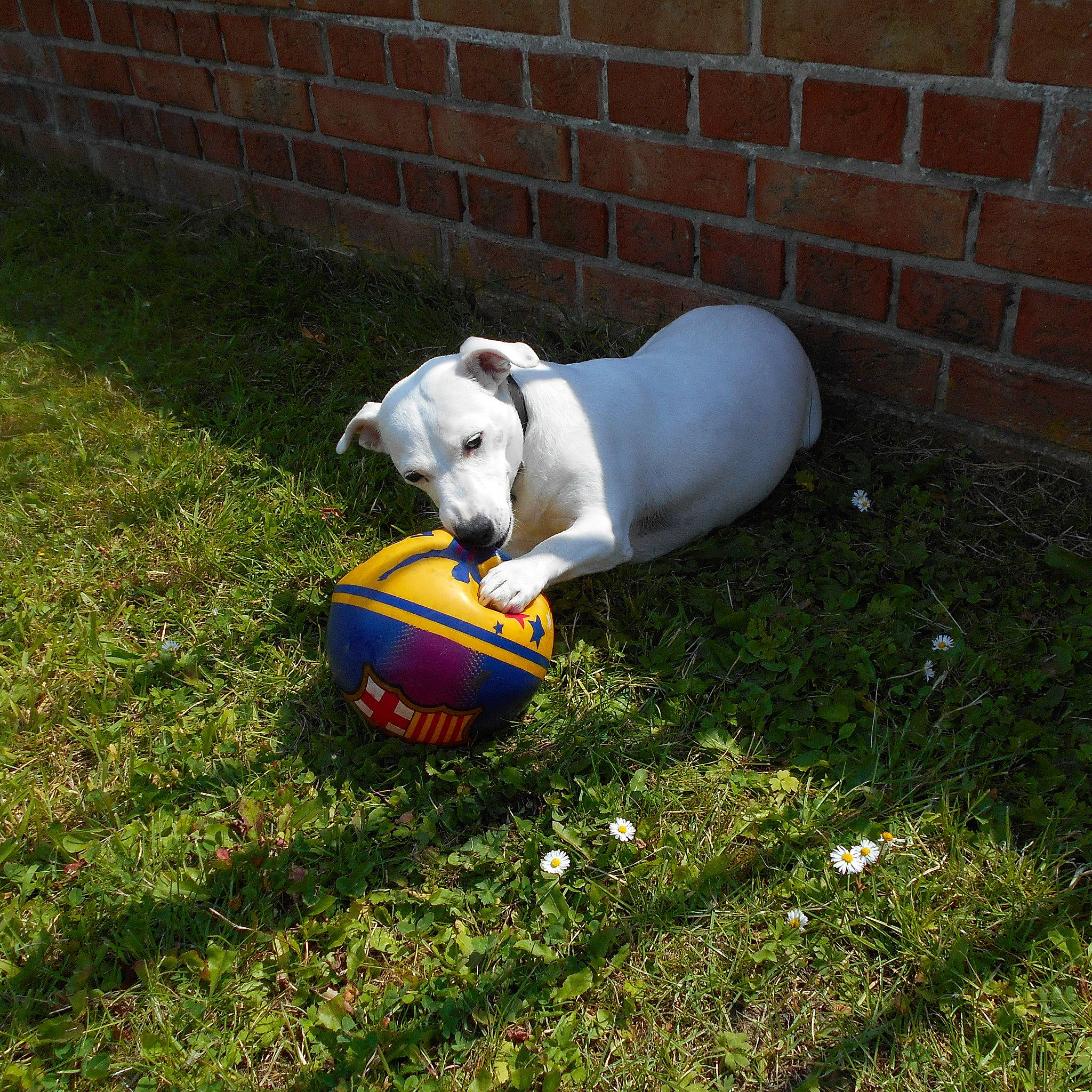 Rosa participe au concours pour gagner de l'argent avec cette photo : ball, brick, brickwork, carnivore, companion_dog, competition_event, dog, dog_breed, flooring, football, grass, lawn, leisure, net, plant, player, soccer_ball, sporting_group, sports_equipment, sports_toy