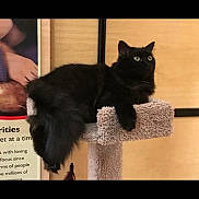 Marley is registered to the contest to win money with this photo: black_cat, cat, cat_tree, pet, feline, indoor, carpeted, animal, fur, green_eyes, relaxed, looking_away, resting, portrait, furniture, close_up, domestic_animal, whiskers, ears, side_view