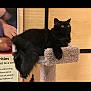 black_cat, cat, cat_tree, pet, feline, indoor, carpeted, animal, fur, green_eyes, relaxed, looking_away, resting, portrait, furniture, close_up, domestic_animal, whiskers, ears, side_view