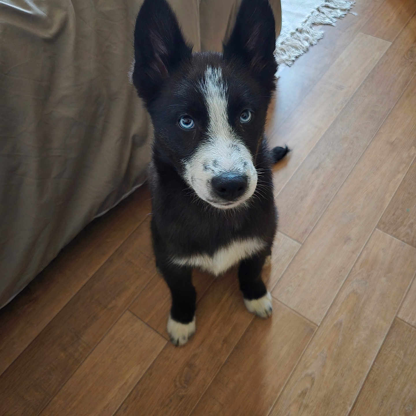 Loki a rejoint le concours — aidez-le/la à gagner de superbes lots ! accessories, animal, architecture, building, canine, couch, dog, furniture, hardwood, husky, indoors, interiordesign, livingroom, pet, plywood, puppy, room, stainedwood, strap, wood