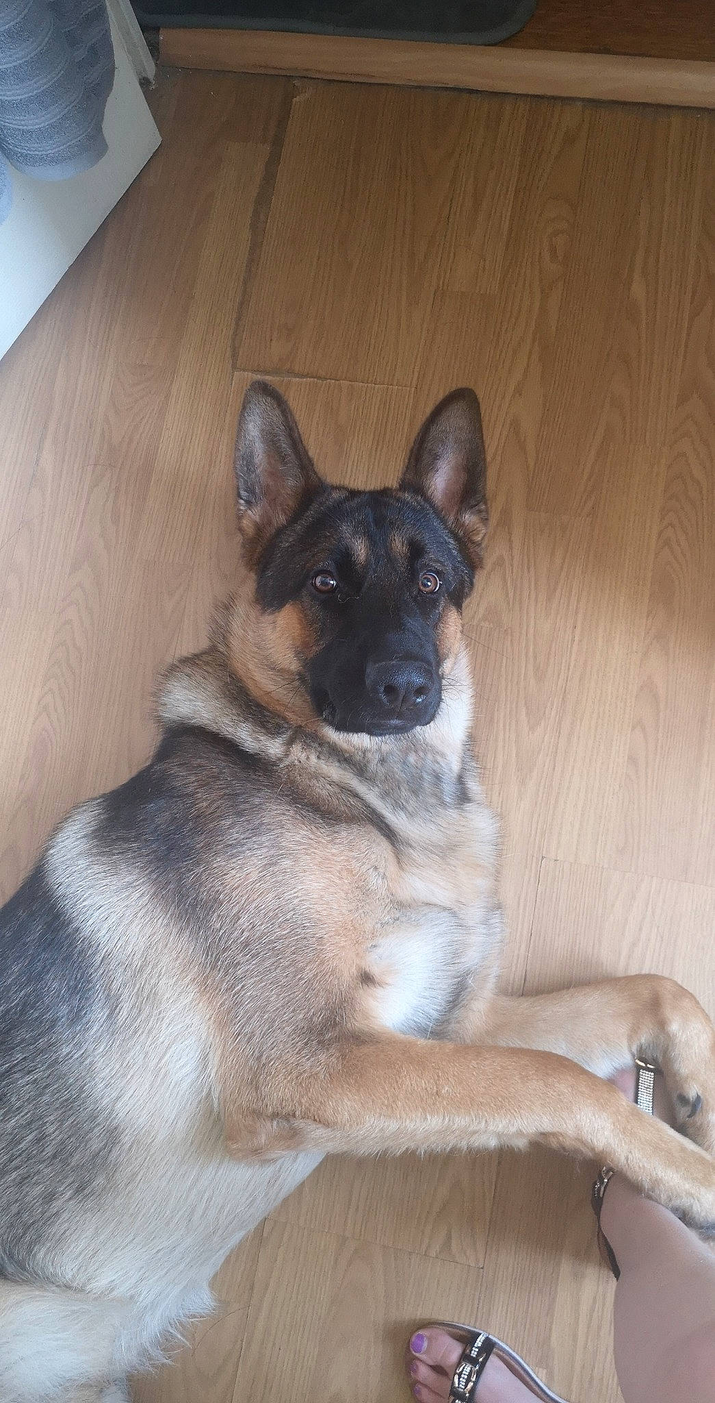 Oreo a rejoint le concours — aidez-le/la à gagner de superbes lots ! belgian_shepherd_malinois, canidae, carnivore, dog, dog_breed, east_european_shepherd, fawn, german_shepherd_dog, mammal, norwegian_elkhound, rare_breed_dog, snout, vertebrate, wolfdog