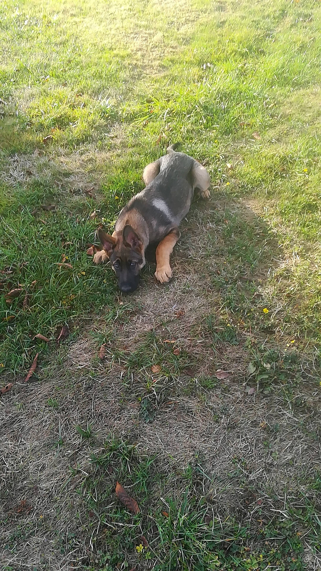 Oreo a rejoint le concours — aidez-le/la à gagner de superbes lots ! canidae, carnivore, dog, dog_breed, fawn, german_shepherd_dog, grass, lawn, puppy, sporting_group, tail, working_dog