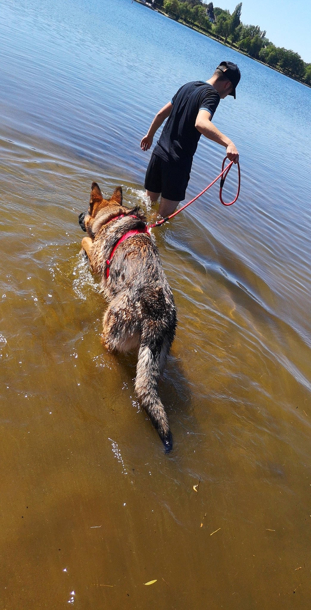 Oreo participe au concours pour gagner de l'argent avec cette photo : canidae, carnivore, dog, dog_breed, german_shorthaired_pointer, sporting_group, tail, water