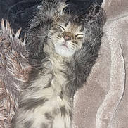 Arya participe au concours pour gagner de l'argent avec cette photo : animal, blanket, cat, comfort, cozy, cute, fabric, feline, fluffy, fur, indoor, kitten, nap, paws, pet, relaxed, resting, sleeping, soft, young