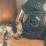 Arya participe au concours pour gagner de l'argent avec cette photo : animal, brown, carbon_fiber, cat, closeup, cozy, cute, fur, helmet, indoor, kitten, motorcycle_helmet, peaceful, pet, resting, sleeping, small, soft, tabby, texture