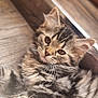 Arya participe au concours pour gagner de l'argent avec cette photo : animal, cat, closeup, cute, feline, floor, fur, indoor, kitten, laying, mammal, pet, portrait, relaxed, small, sunlight, tabby, whiskers, wooden_floor, young