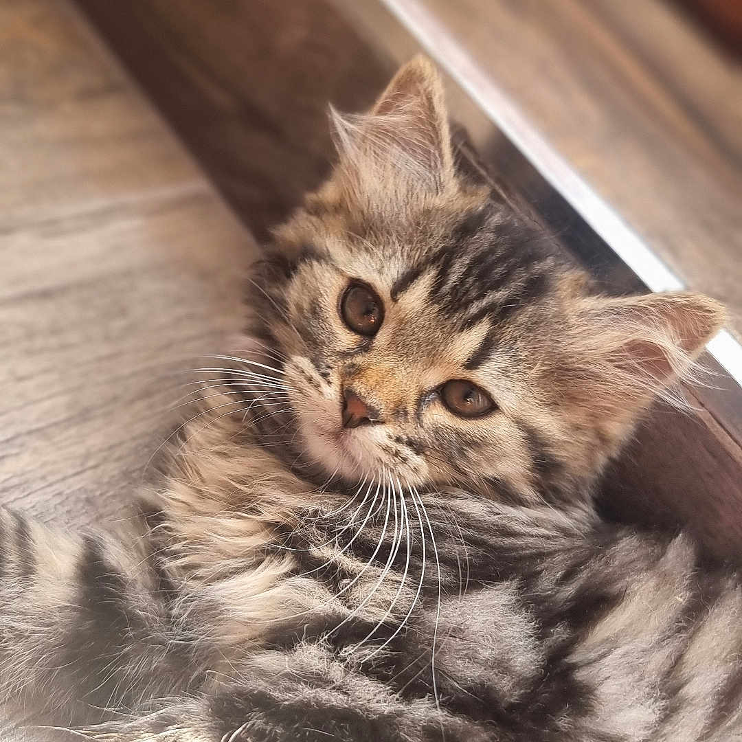 Arya participe au concours pour gagner de l'argent avec cette photo : animal, cat, closeup, cute, feline, floor, fur, indoor, kitten, laying, mammal, pet, portrait, relaxed, small, sunlight, tabby, whiskers, wooden_floor, young