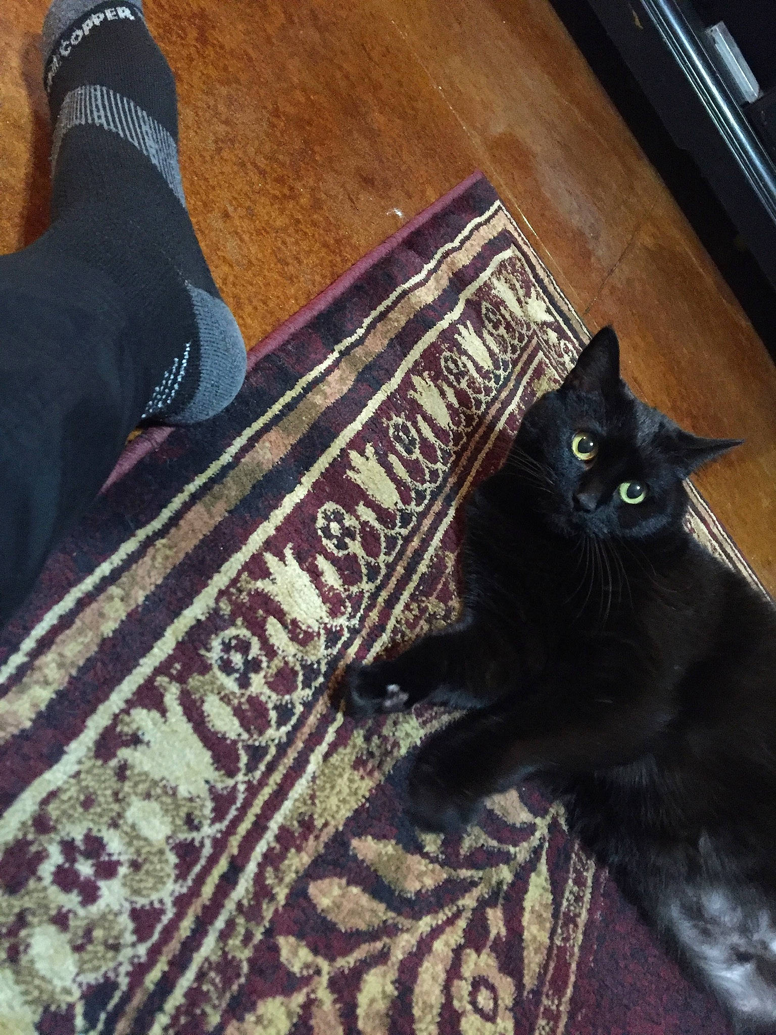 Kittie joined the competition — help win amazing prizes! black_cat, carnivore, cat, comfort, domestic_short_haired_cat, felidae, floor, flooring, fur, grey, hardwood, linens, pattern, small_to_medium_sized_cats, tail, varnish, whiskers, wood, wood_flooring, wood_stain