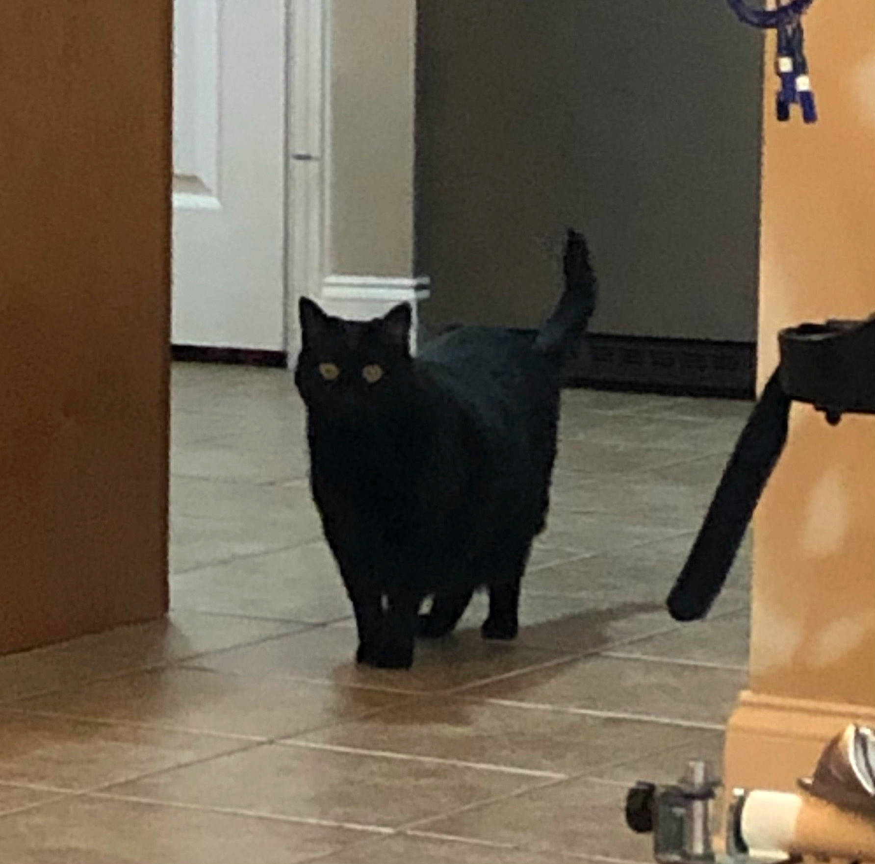 Kittie is registered to the contest to win money with this photo: black_cat, bombay, carnivore, cat, claw, domestic_short_haired_cat, door, felidae, floor, flooring, fur, grey, hardwood, small_to_medium_sized_cats, snout, tail, terrestrial_animal, whiskers, window, wood