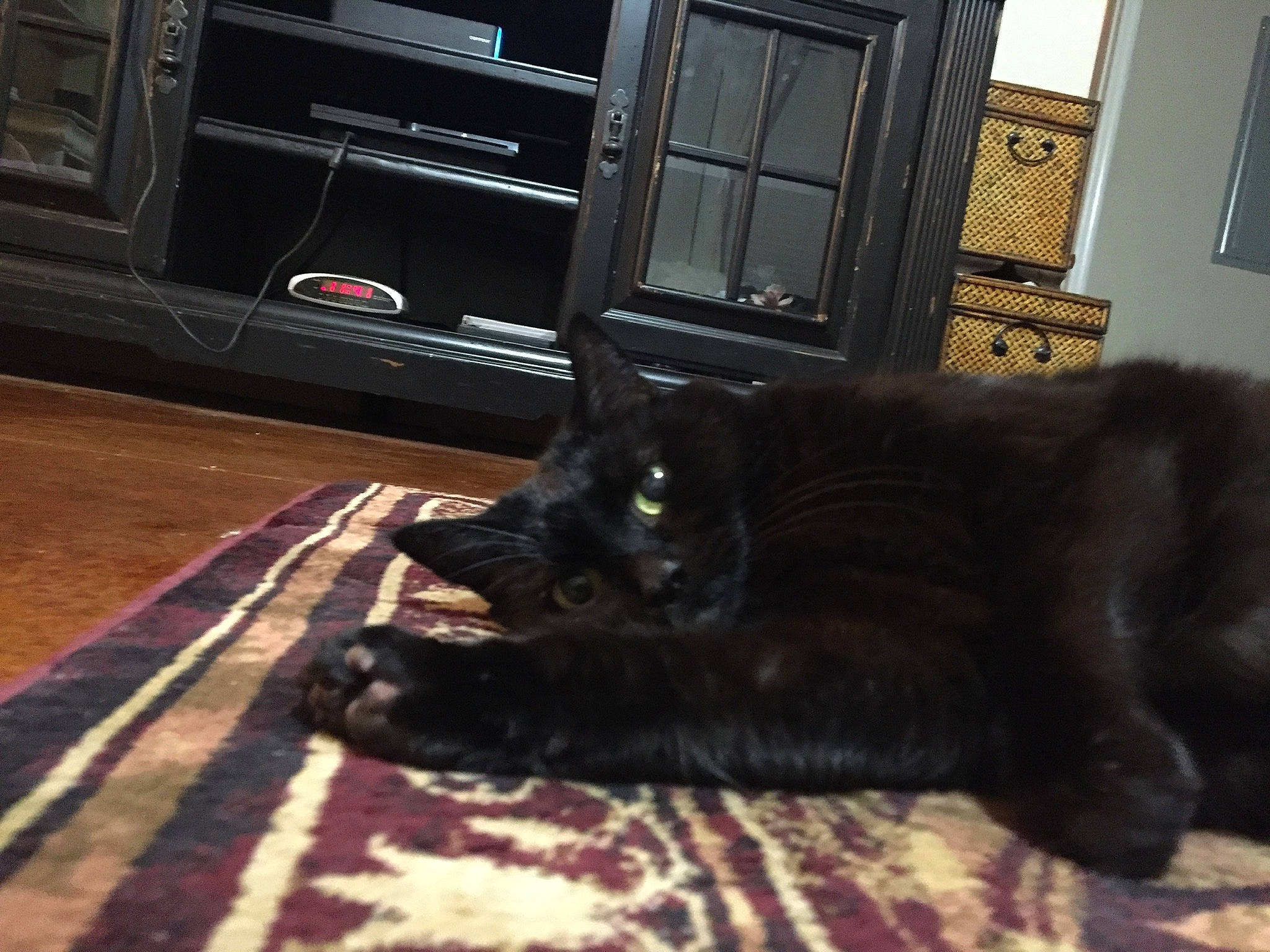 Kittie is registered to the contest to win money with this photo: bombay, brown, carnivore, cat, comfort, domestic_short_haired_cat, door, felidae, floor, flooring, fur, grey, hardwood, picture_frame, plant, small_to_medium_sized_cats, tail, whiskers, window, wood