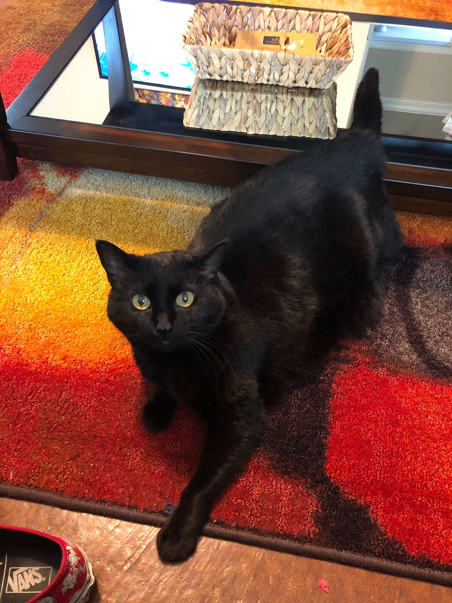 Kittie is registered to the contest to win money with this photo: black_cat, bombay, brown, carnivore, cat, claw, domestic_short_haired_cat, felidae, floor, flooring, fur, hardwood, havana_brown, paw, plant, small_to_medium_sized_cats, tail, vertebrate, whiskers, wood