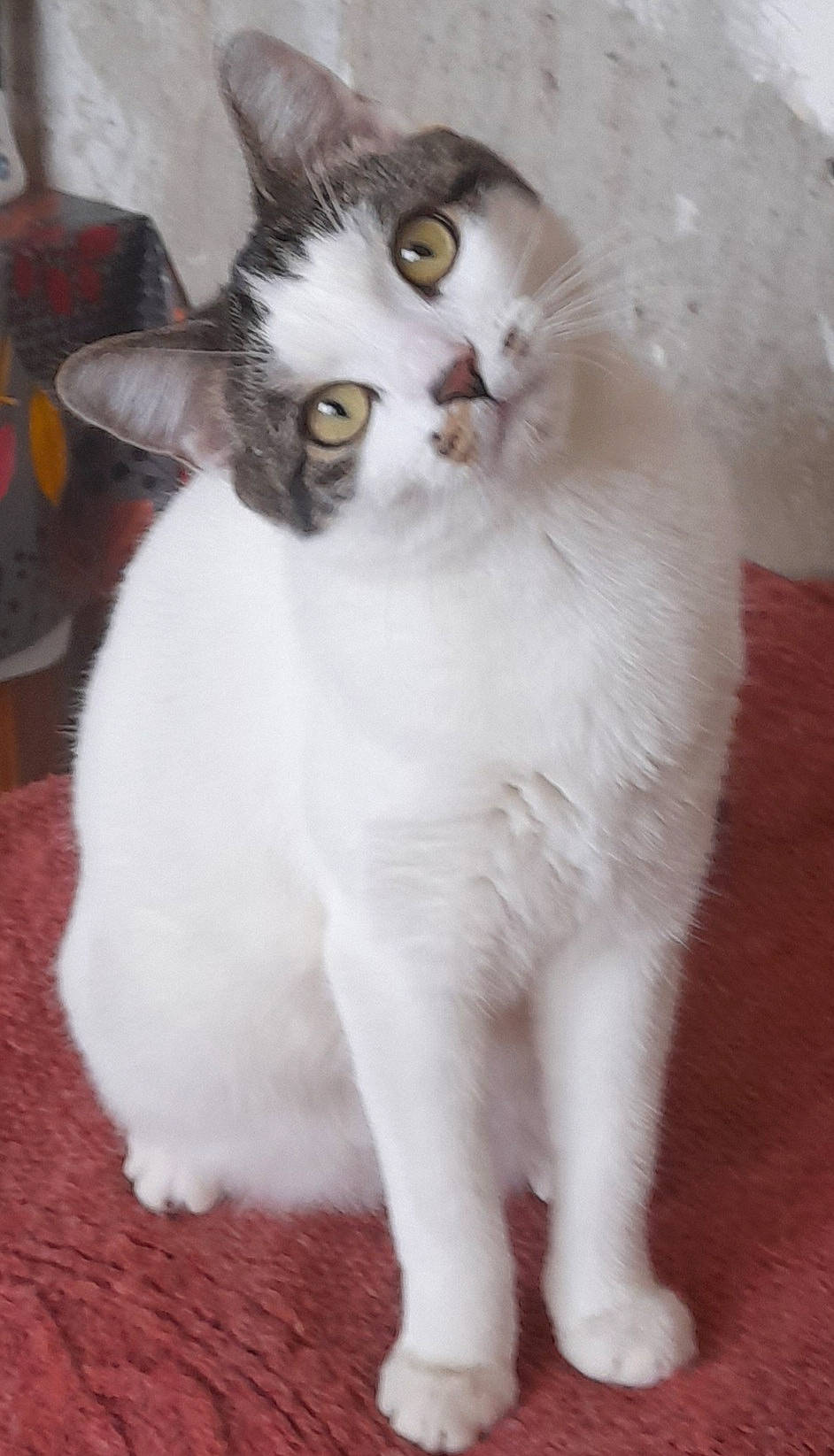 Pitchoune a rejoint le concours — aidez-le/la à gagner de superbes lots ! carnivore, cat, comfort, domestic_short_haired_cat, felidae, flooring, fur, paw, small_to_medium_sized_cats, snout, tail, whiskers