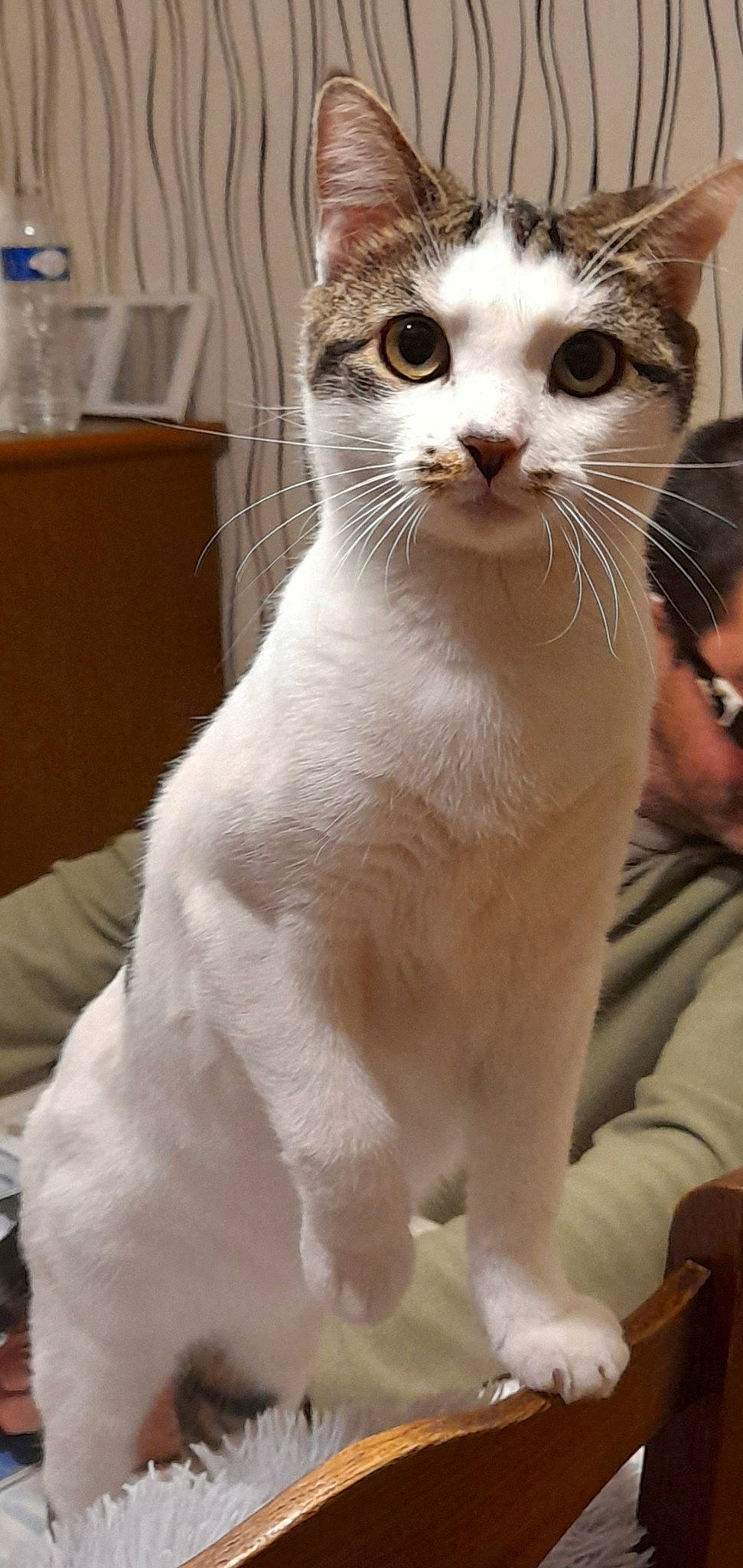 Pitchoune a rejoint le concours — aidez-le/la à gagner de superbes lots ! carnivore, cat, claw, domestic_short_haired_cat, fawn, felidae, fur, paw, small_to_medium_sized_cats, snout, tail, terrestrial_animal, whiskers, window