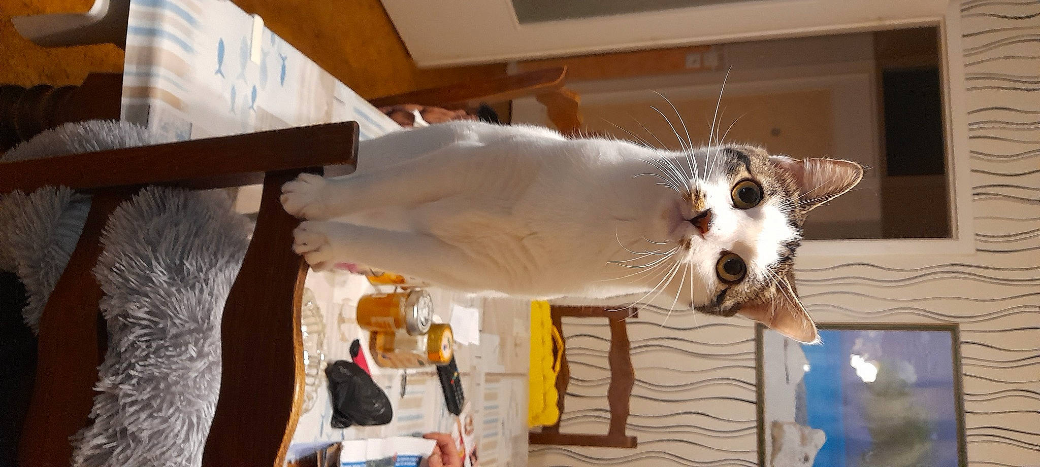 Pitchoune participe au concours pour gagner de l'argent avec cette photo : canidae, carnivore, cat, chair, companion_dog, dog_breed, domestic_short_haired_cat, event, felidae, fur, small_to_medium_sized_cats, sporting_group, tail, whiskers, wood