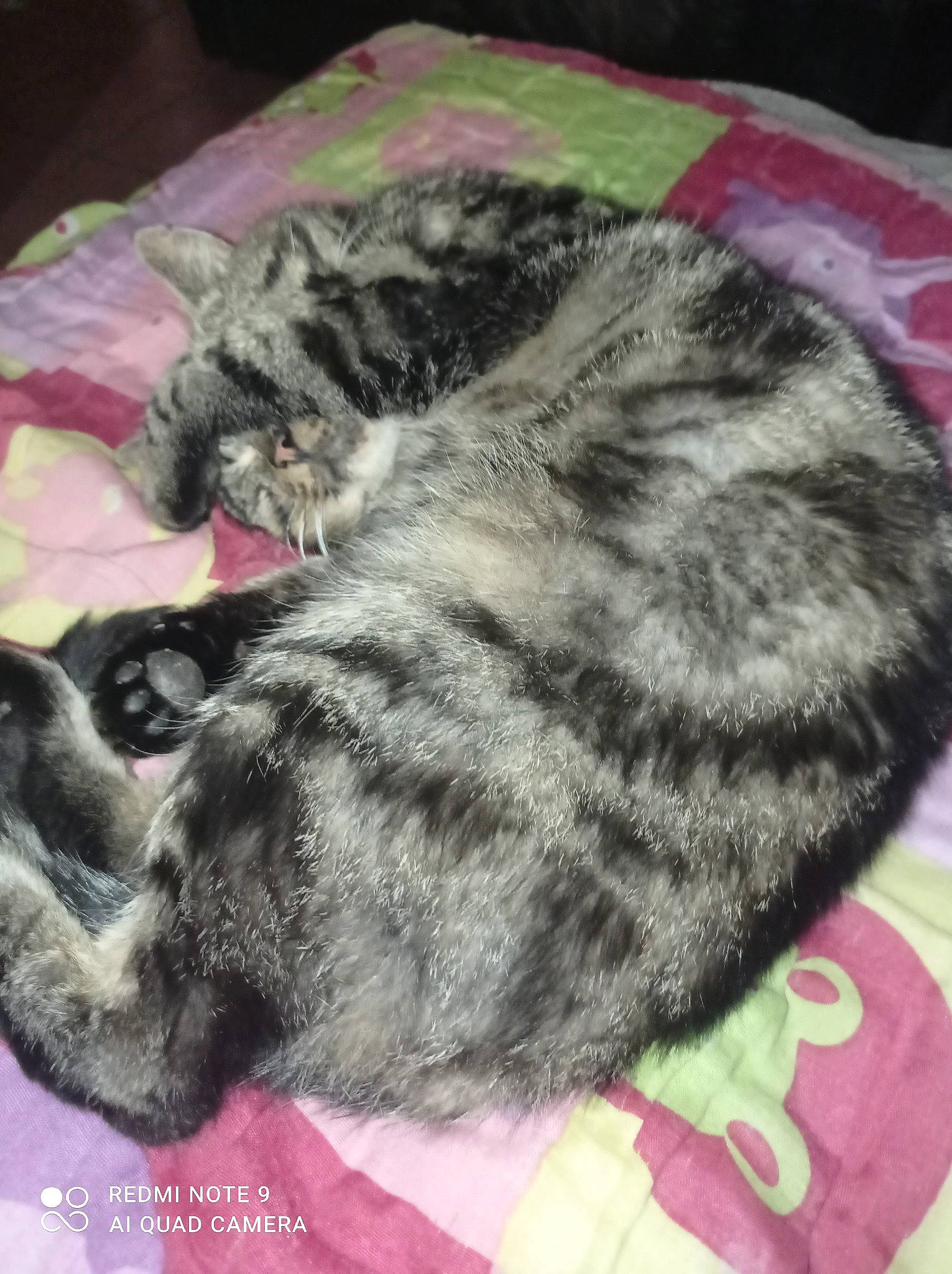 Misti a rejoint le concours — aidez-le/la à gagner de superbes lots ! carnivore, cat, cat_bed, claw, comfort, domestic_short_haired_cat, felidae, fur, grey, nap, paw, sleep, small_to_medium_sized_cats, tail, wheel, whiskers