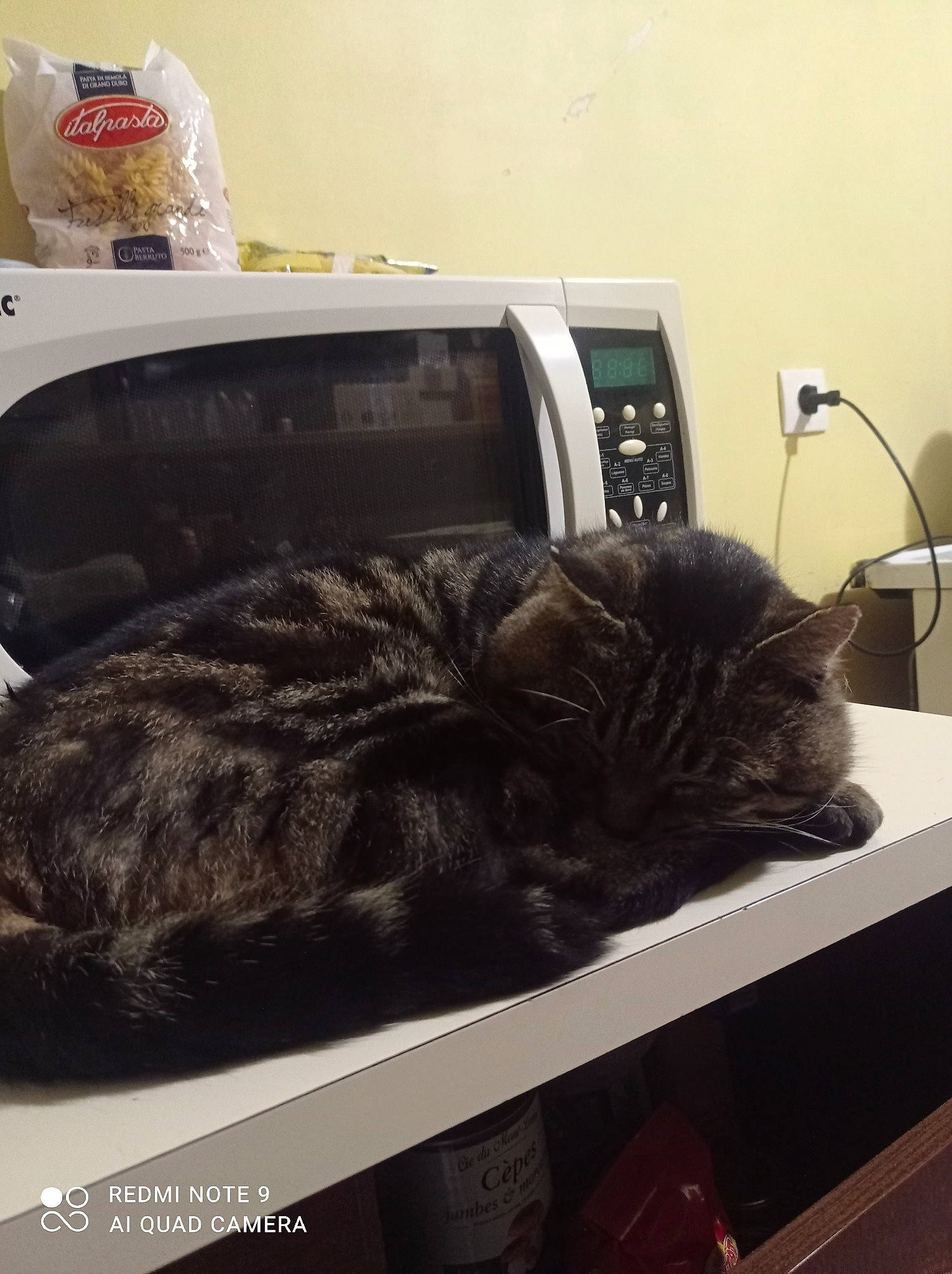 Misti a rejoint le concours — aidez-le/la à gagner de superbes lots ! audio_equipment, carnivore, cat, comfort, computer_keyboard, domestic_short_haired_cat, electronic_device, felidae, fur, metal, nap, office_equipment, output_device, room, small_to_medium_sized_cats, tail, whiskers