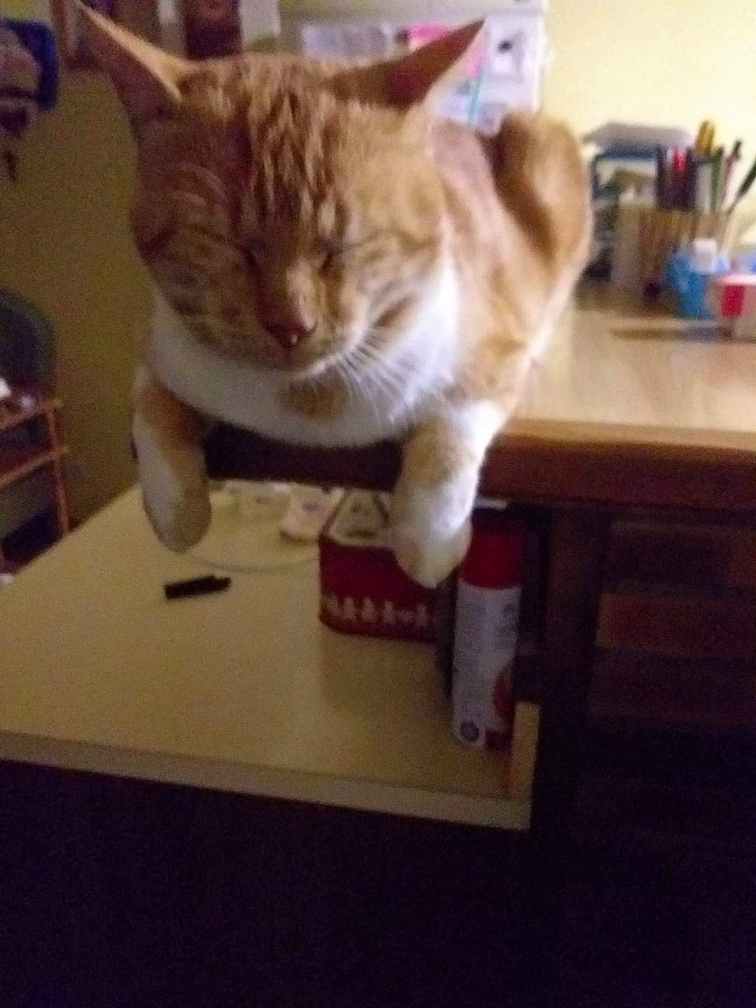 Bb a rejoint le concours — aidez-le/la à gagner de superbes lots ! carnivore, cat, claw, cloud, comfort, desk, domestic_short_haired_cat, fawn, felidae, fur, furniture, gesture, paw, small_to_medium_sized_cats, snout, square, table, tail, whiskers, wood